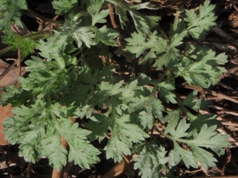 쑥 효능 부작용