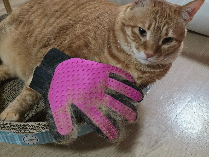 고양이 털갈이 브러쉬4