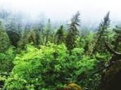 최저임금 22만원 공공일자리 신청하세요 (수목치료기술자 자격증)