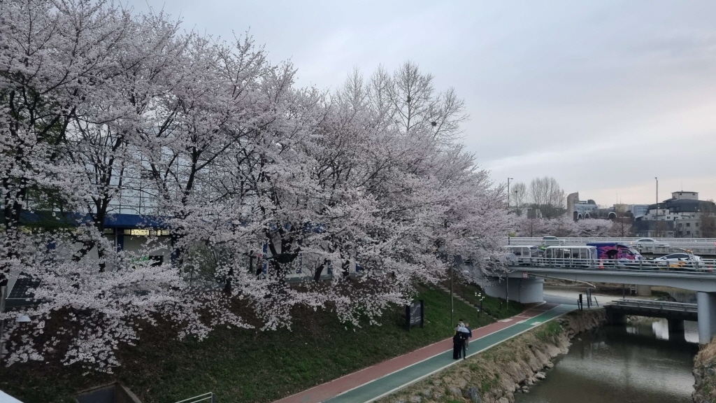 양재천벚꽃축제
