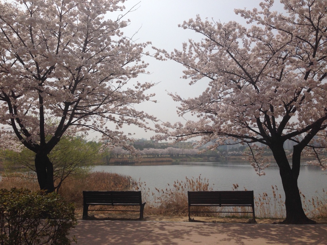 수원 만석공원 벚꽃