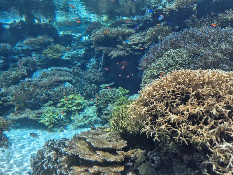 오키나와-아쿠아리움