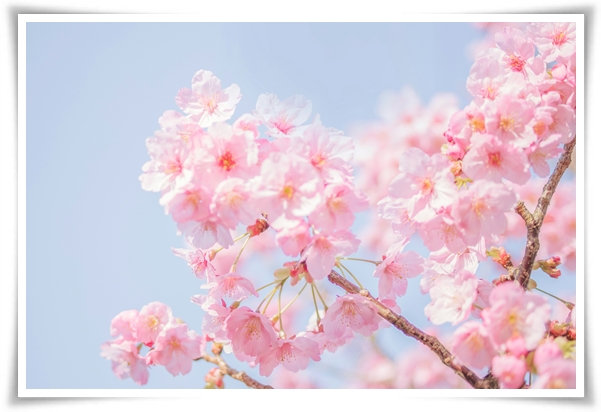 "벚꽃" 희망과 새로운 시작의 상징 봄의 전령사!