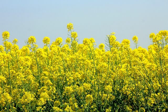제주도_풍경_유채꽃