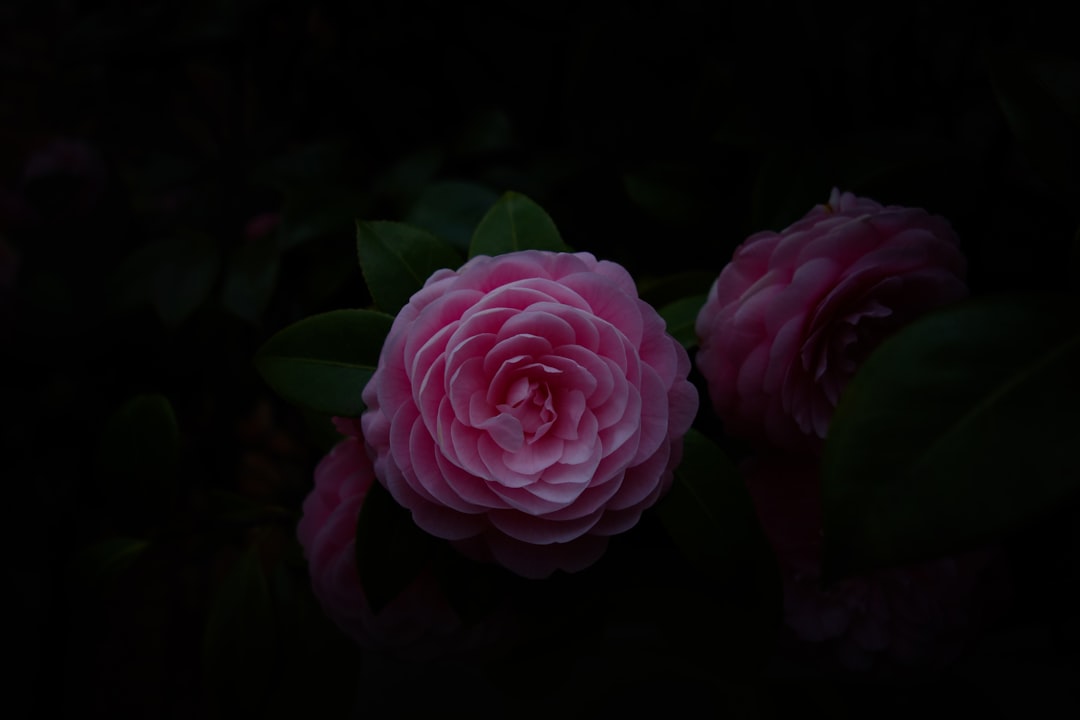 Camellia