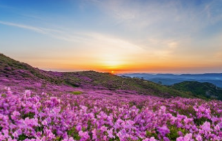 황매산 철쭉축제 가기 전 필독
