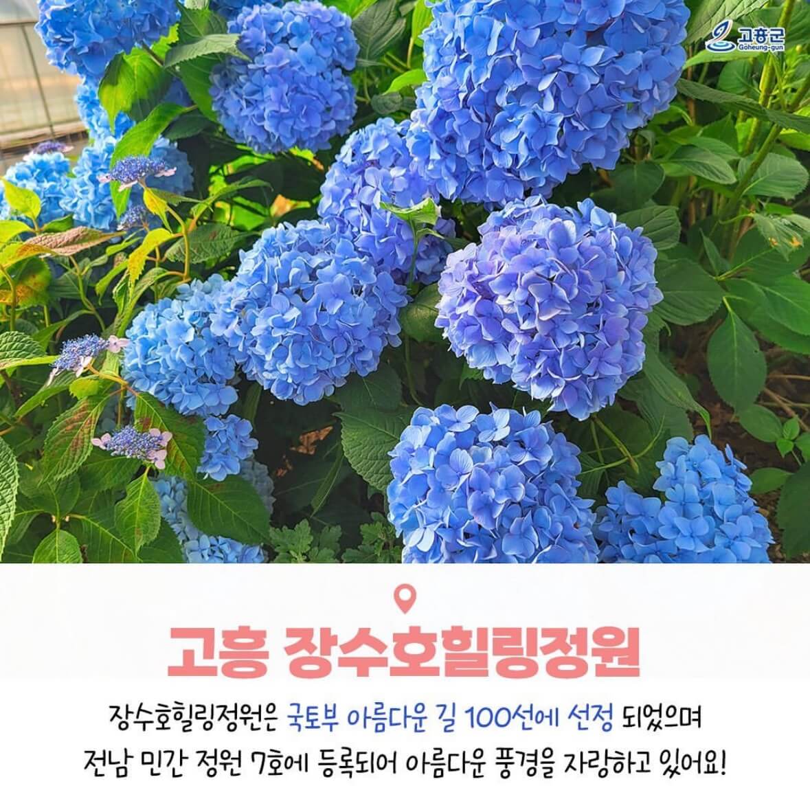 쑥섬 수국축제