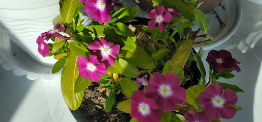 진한 자주빛의 일일초가 만개해 있는 모습