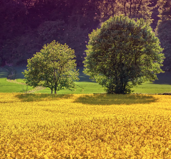 창녕 낙동강 유채축제