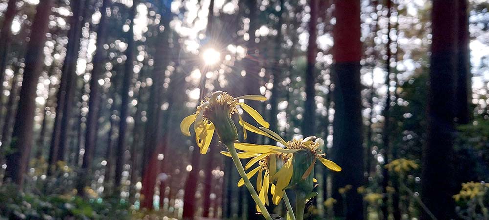 노란색 털머위꽃이 핀 호근동 고근산