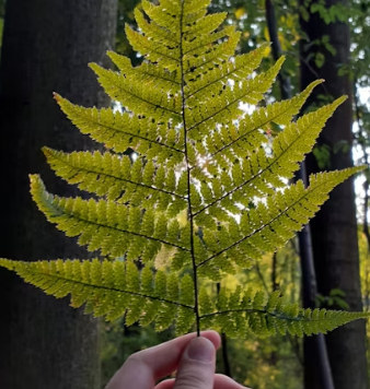 고사리 효능과 부작용 고르는법 칼로리