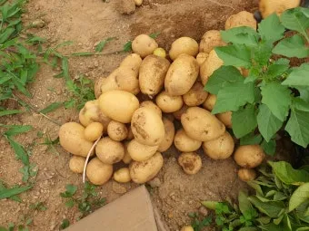 감자 재배 심는간격 상토 선택 배수 관리_39