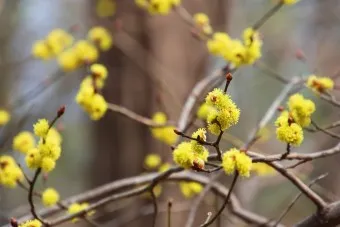 생강나무 꽃 개화시기 모양 특징_10