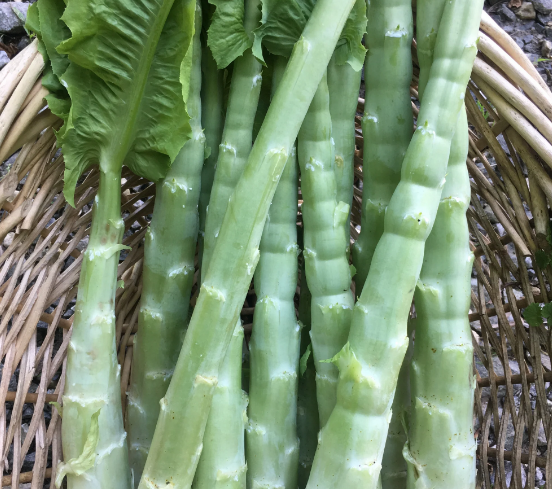 궁채 효능 부작용 나물 고르는법 칼로리