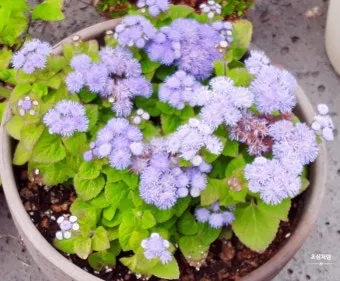 여름꽃 종류 모음 여름 꽃나무 추천 12가지 정리_9