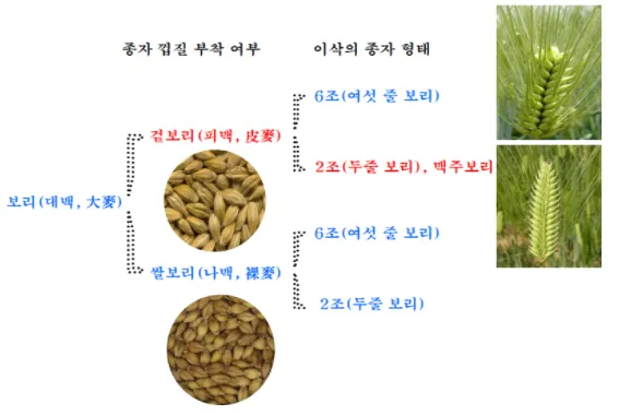겉보리와 쌀보리의 차이와 가격 비교_4