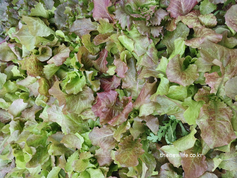 Mixed red and green lettuce leaves freshly harvested with raindrops-빗방울이 맺힌 적상추와 청상추 혼합 잎을 갓 수확한 모습