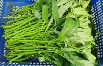 공심채 재배 여름 재배 물 충분 배수 필수_4