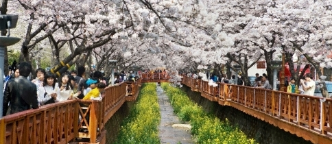 진해 군항제3