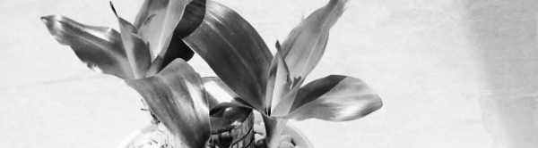 행운목 키우는 방법: 물주기