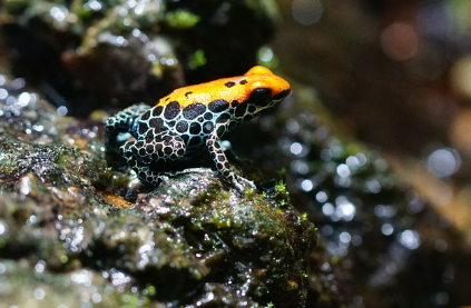 개구리꿈 상황별 해몽