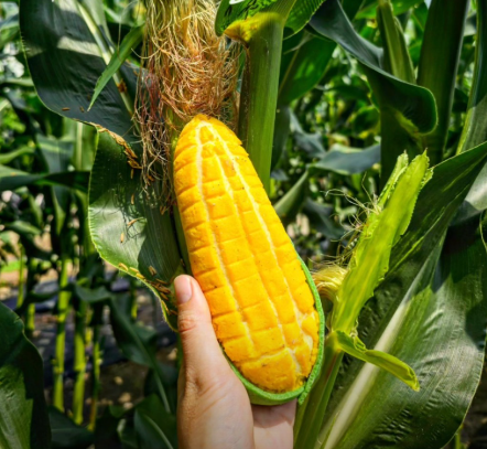 생방송투데이 딸기빵 옥수수빵 토마토빵 농촌카페거리 춘천 파머스가든 고수에이드