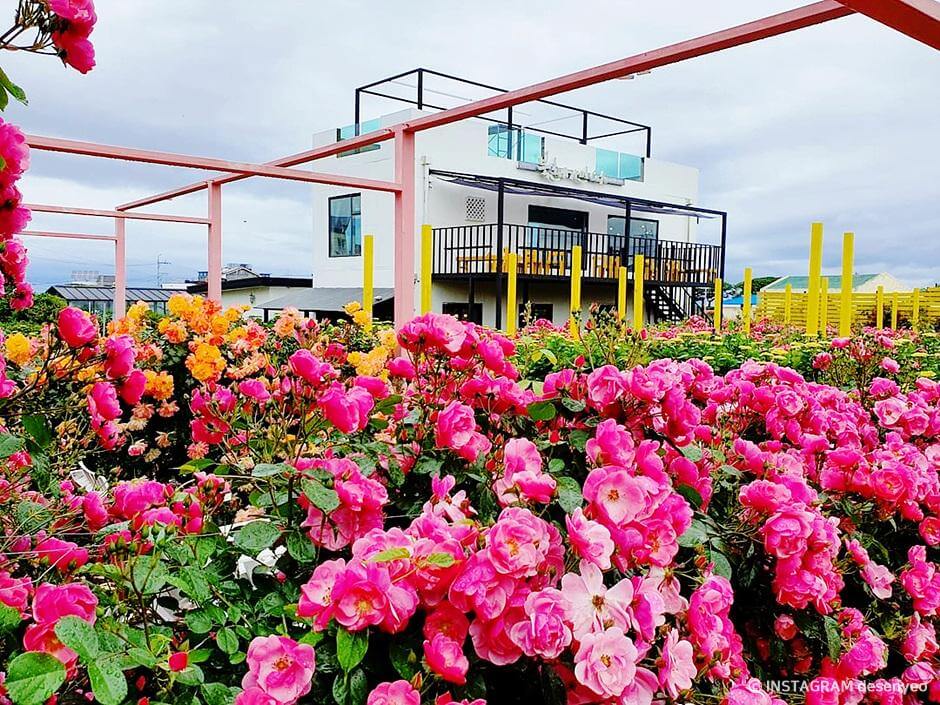 장미명소 제주 북촌에 가면