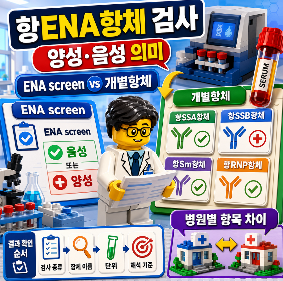 ENA screen과 개별 항체 검사 결과를 비교하며 항ENA항체 검사 결과 해석과 병원별 검사 항목 차이를 설명하는 레고 스타일 의료 인포그래픽