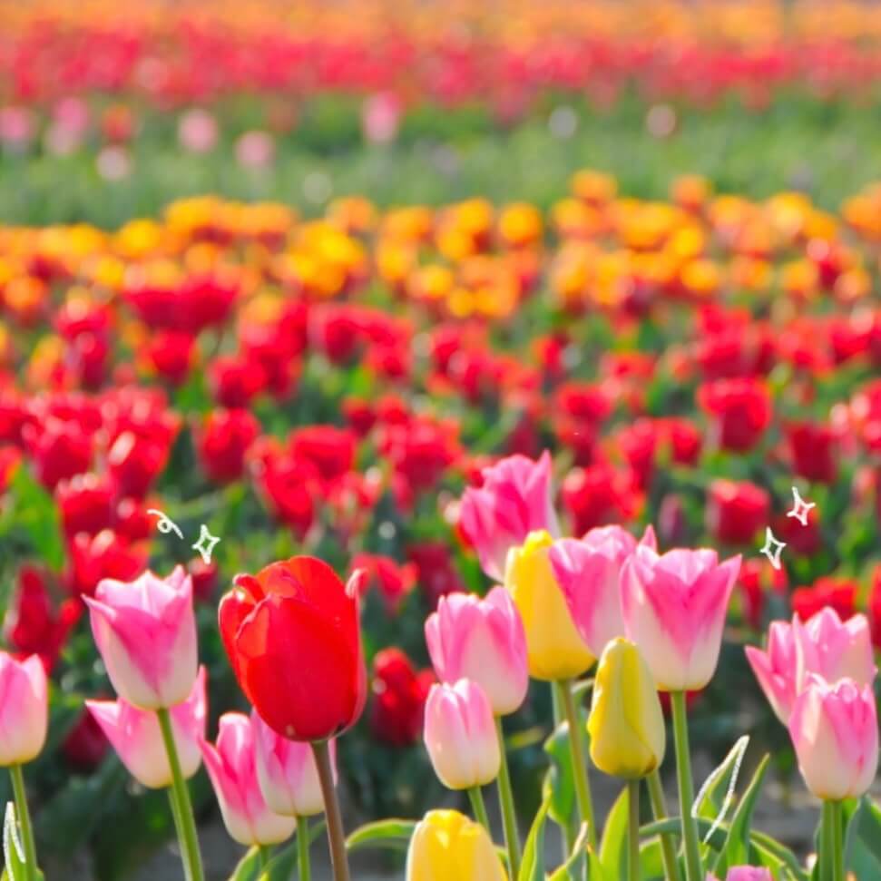 임자도 튤립축제기간