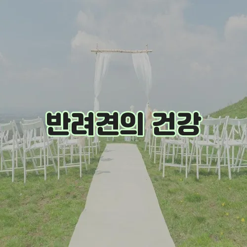 반려견의 건강, 든든하게 지켜줄 메리츠 화재 펫퍼민트 강아지 보험 보장내용 총정리!