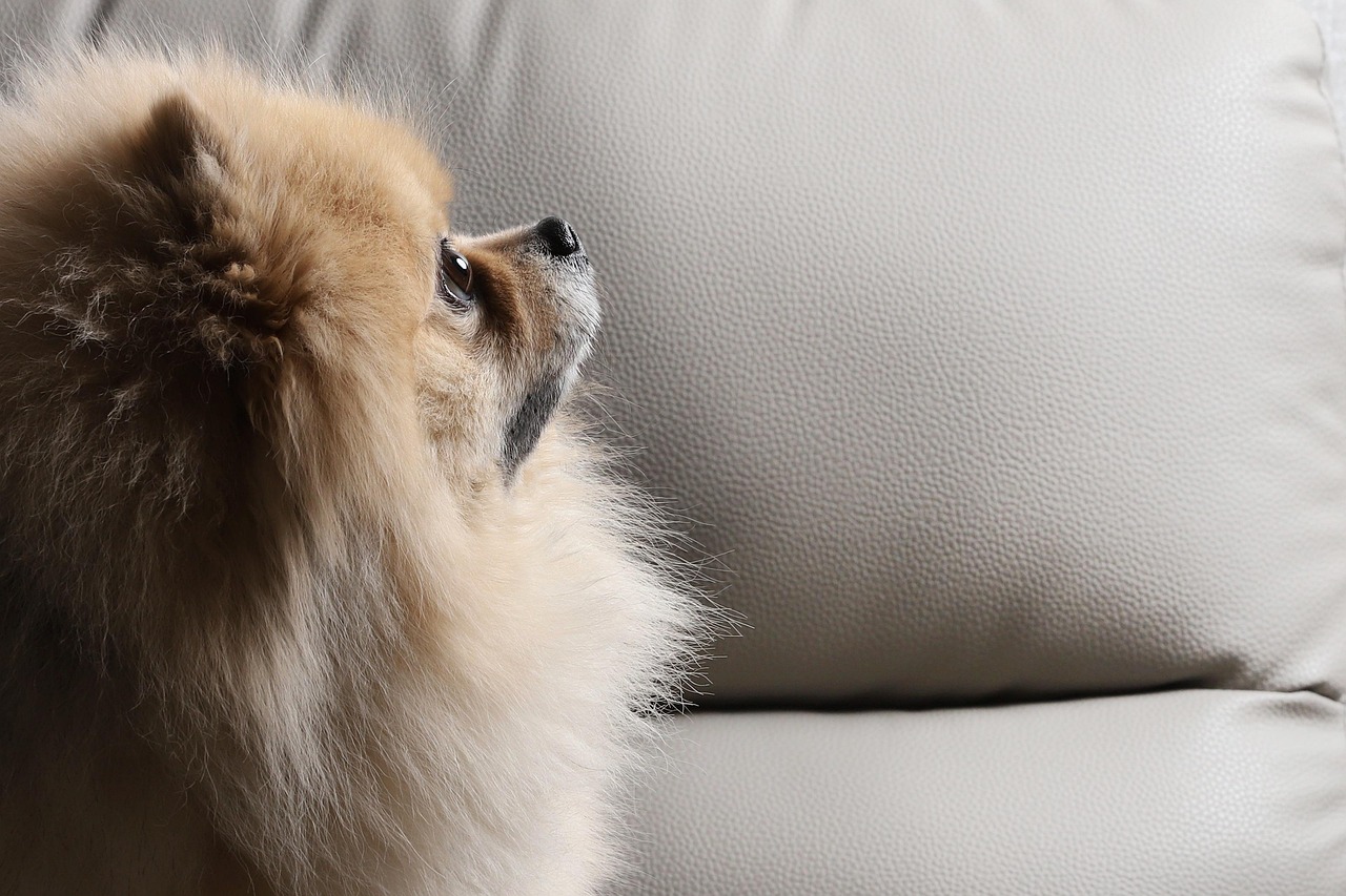 쇼파위에 있는 강아지