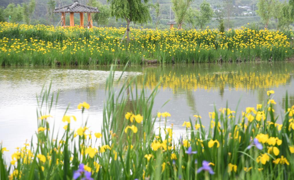 [5월 축제]창포원❘2025 거창에 온 봄 축제, 아리미아꽃축제,거창한 산양삼 축제