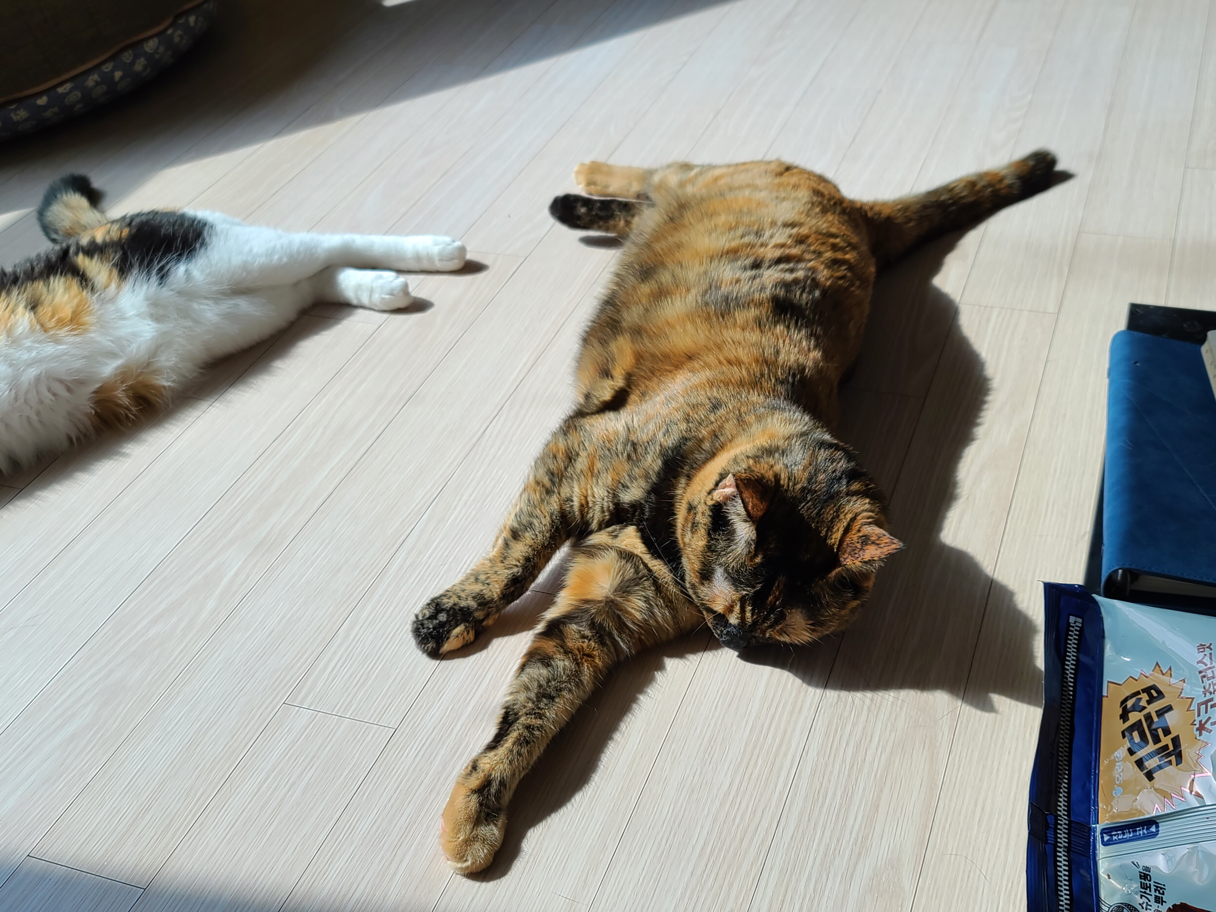 우리집 고양이들에게 전기장판은 선택이 아닌 필수! 보일러가 고장난 3일동안 아홉냥이들은...