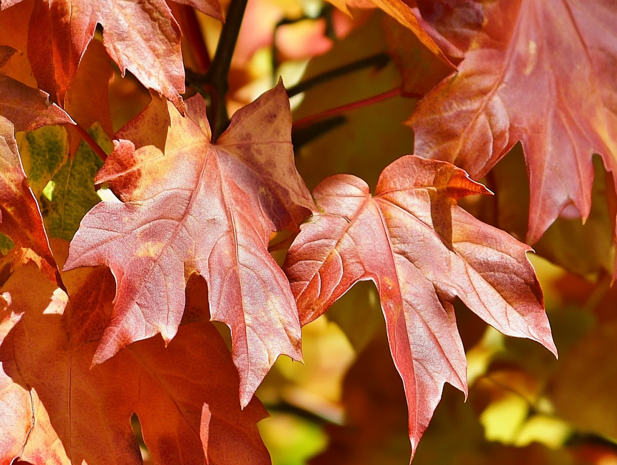 10월 25일 탄생화 당단풍나무(Aceraceae)