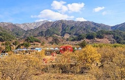 구례 산수유 축제