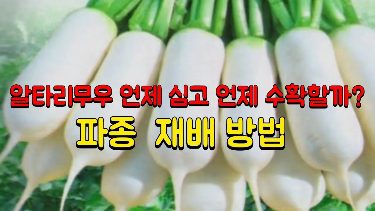 알타리무 파종시기 핵심 포인트_5