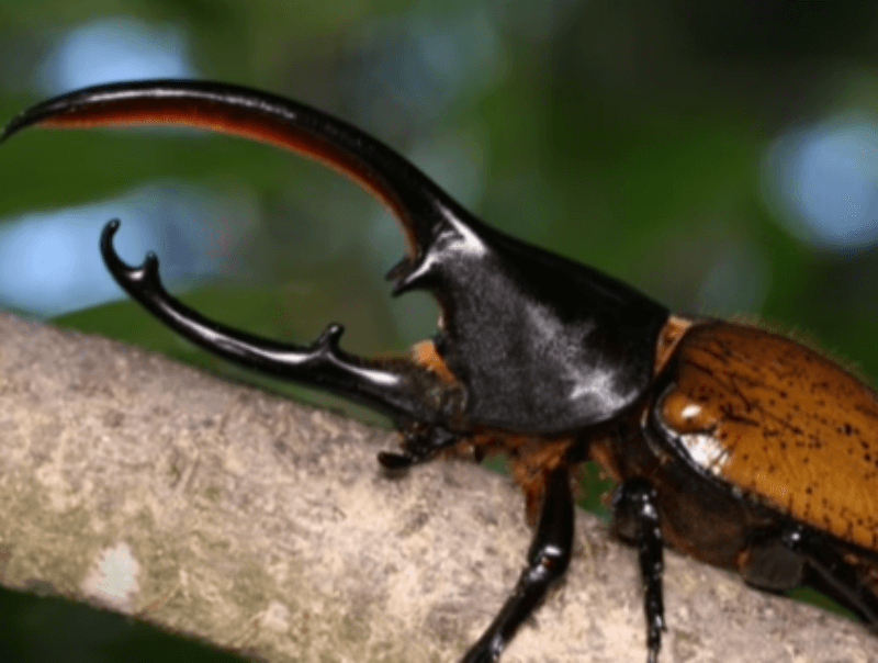 장수 풍뎅이 사진