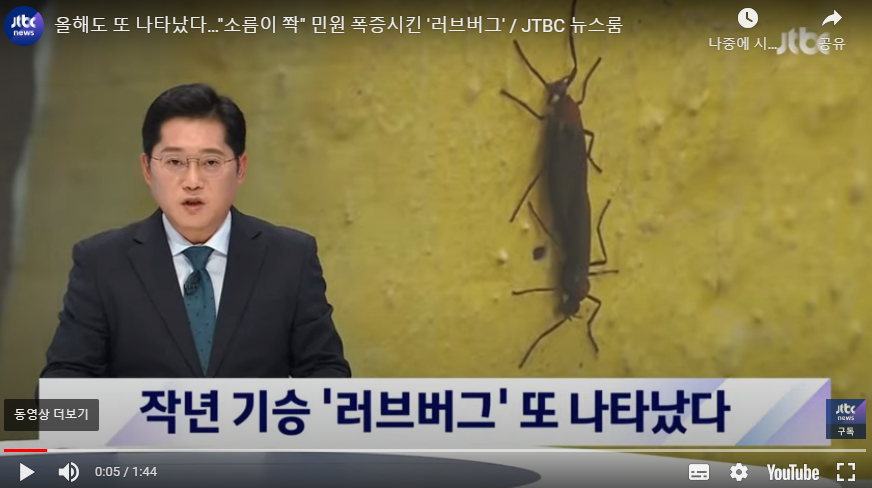 러브버그