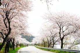 전라남도 백수해안도로 벚꽃 명소 베스트 5 벚꽃시기 만개시기 드라이브 코스