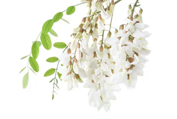 아카시아 꽃의 효능과 꽃말 만들기 베스트 3가지