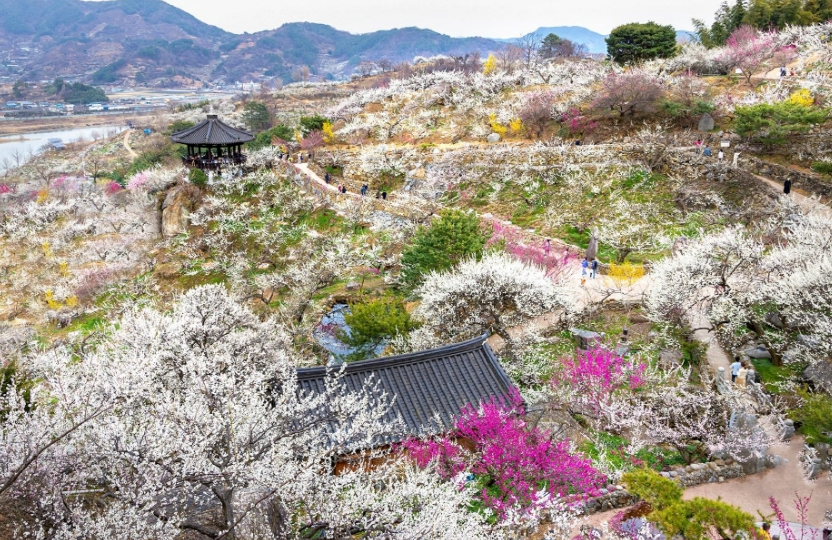 광양 매화마을 매화