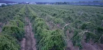 마 재배 지지대 설치 덩이 비대 관리 수확 요령_11