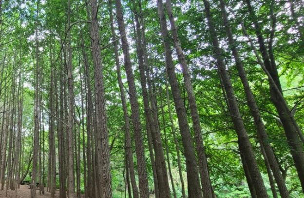 경기도 남양주 천마산 계곡 근처 갈만한 곳 근교 여름 물놀이 가볼만한 곳 추천