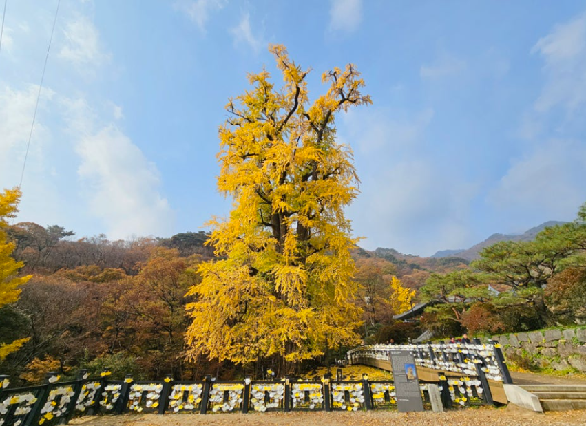 용문사 은행나무