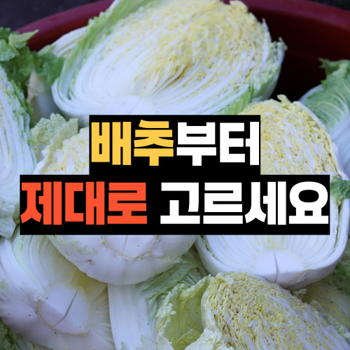 김장 배추