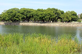 경북 성주군 성주읍 서문밖에 만들어진 왕버들숲이다 ( 대한민국 천년기념물 제403호 )