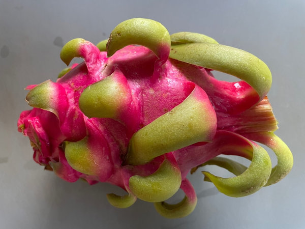 용과 먹는법 - 헹굼 완료, 도마 위에 올리기