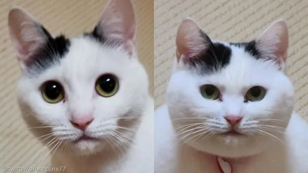 "고양이