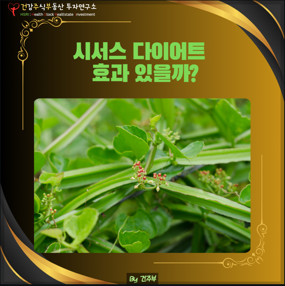 시서스 가루 다이어트 효과 섭취법