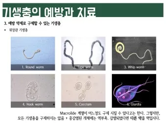 고양이 기생충 사진 약 증상_10